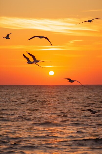 Um bando de pássaros voando sobre o oceano ao pôr do sol