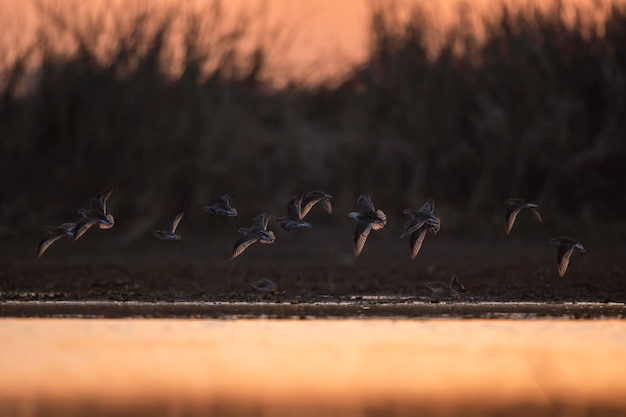 Foto um bando de pássaros voando sobre um lago com o pôr do sol ao fundo.
