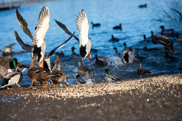 Um bando de patos corre para a água.