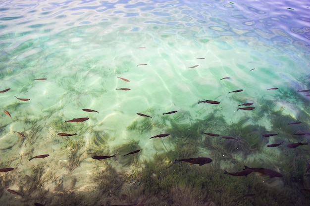 Um bando de peixes a nadar no mar