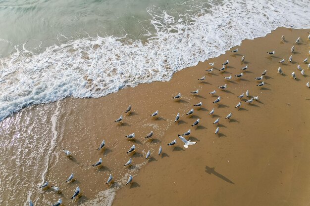 Um bando de pequenos pássaros brancos à beira-mar na vista de areia do drone superior em Goa