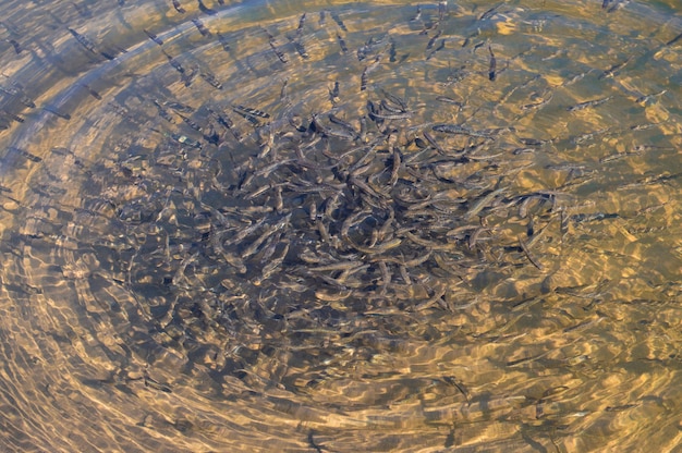 Um bando de pequenos peixes em uma água transparente