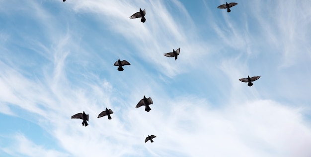 Um bando de pombos voa pelo céu. os pássaros voam contra o céu. um grande grupo de pássaros de pombos voa pelo céu em fundo branco.