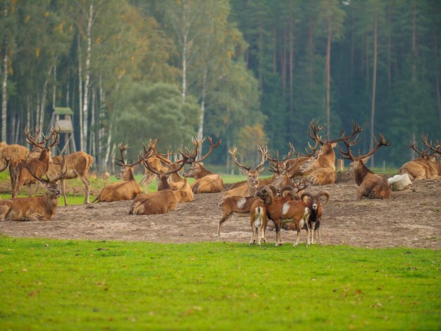 Um bando de veados está descansando no campo, todos eles estão juntos em um grupo. Conceito de animais selvagens.