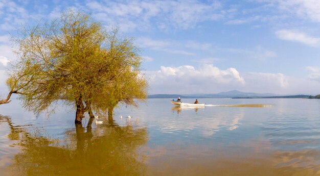 Foto um barco com uma árvore na água e um barco na água