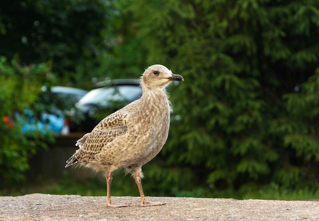 Um bebê cormorão uma gaivota caminha no chão entre casas e carros