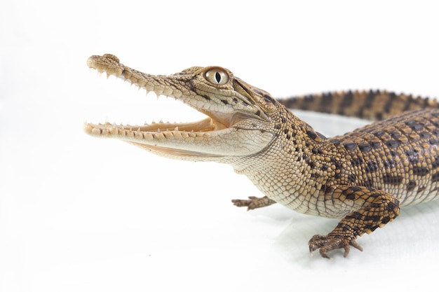 Um bebê crocodilo de água salgada isolado no fundo branco