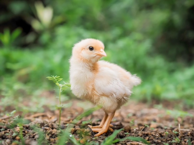 Foto um bebê de galinha no jardim