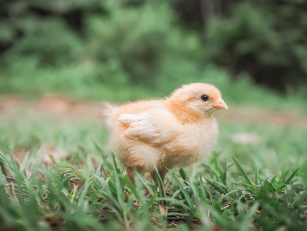 Um bebê de galinha no jardim