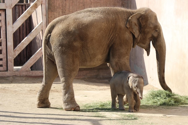 Um bebê elefante está ao lado de uma cerca.