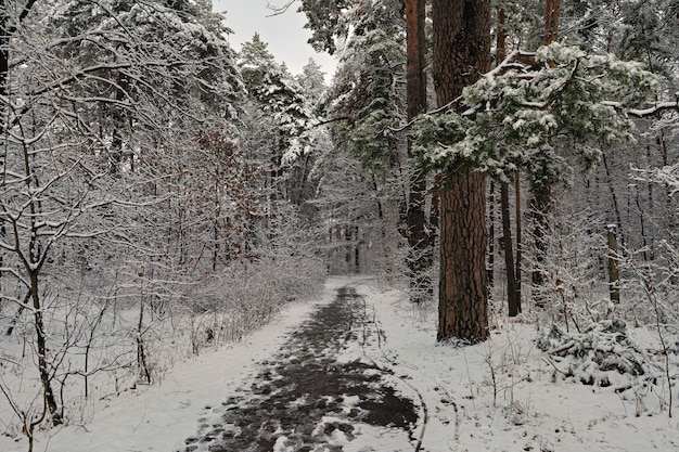 Um beco na floresta de inverno.