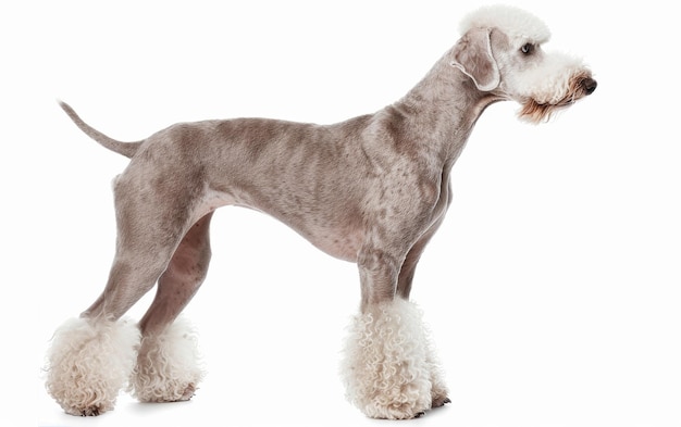 Um Bedlington Terrier equilibrado mostra seu corte único e casaco perolado em uma postura de perfil contra um fundo branco limpo exemplificando a elegância da raça