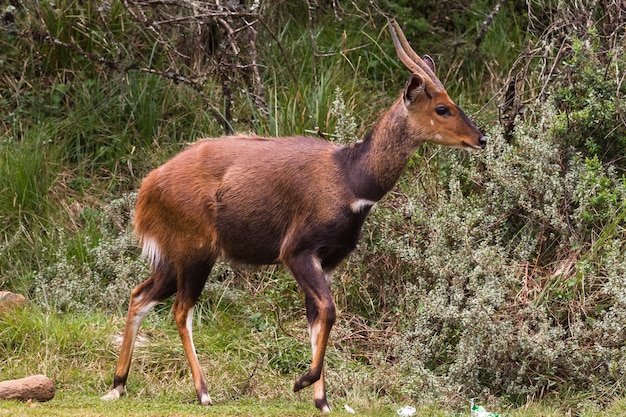 Um belo antílope bushbuck marrom-escuro Aberdare Park, Quênia