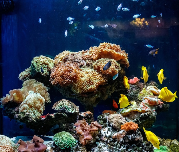 Um belo aquário com corais e peixes amarelo zebrasome amarelo tang