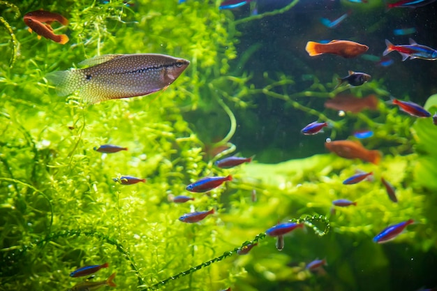 Um belo aquário de água doce tropical plantado verde com peixes