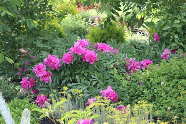 Um belo arbusto de peônias rosa no jardim em um fundo verde natural