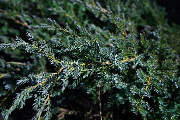 Um belo arbusto de zimbro, uma planta conífera perene da família Cypress