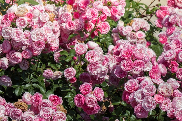 Um belo bouquet de rosas rosas florescendo no jardim