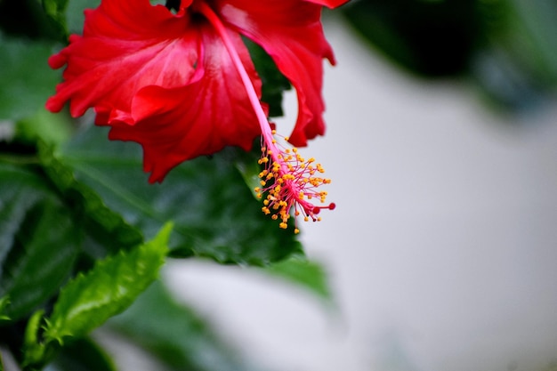 Um belo broto de uma única flor