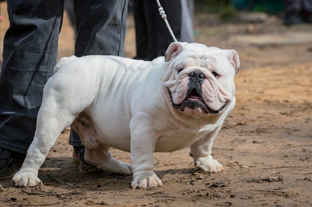 Foto um belo bulldog inglês branco em uma exposição canina