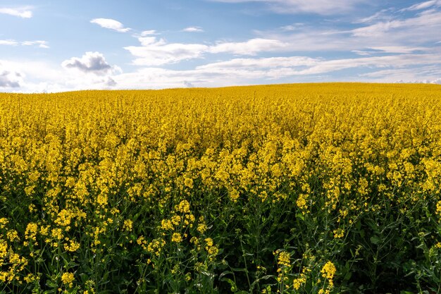 Um belo campo de colza florido no contexto das nuvens Thunderclouds em antecipação à chuva paira sobre um prado florescente com flores e culturas agrícolas