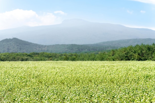 Um belo campo de flores de trigo sarraceno com brotos