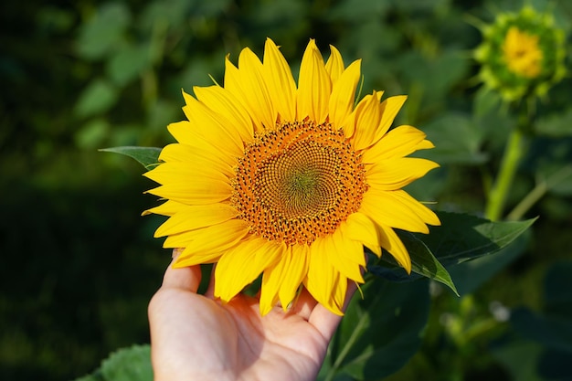 Um belo campo de girassóis dourados florescendo contra um céu azul a mão de uma menina segura um girassol Preparação da colheita produção de óleo de girassol