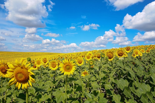 Um belo campo de girassóis. Girassóis de prado florescendo amarelo brilhante contra um céu azul com nuvens. Paisagem de verão ensolarado. Fundo natural.