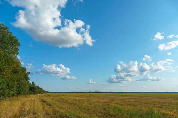 Um belo campo rural contra um fundo de céu azul e nuvens Complexo agroindustrial para o cultivo de cereais trigo leguminosas cevada feijão