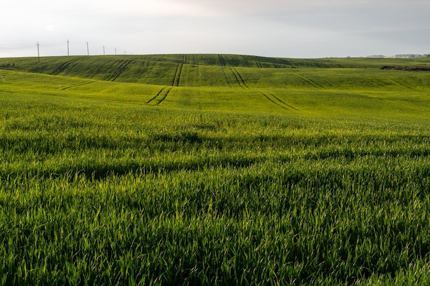 Um belo campo verde com trigo germinado jovem contra um céu azul Fundo de um campo agrícola para um site sobre o tema da indústria agrícola