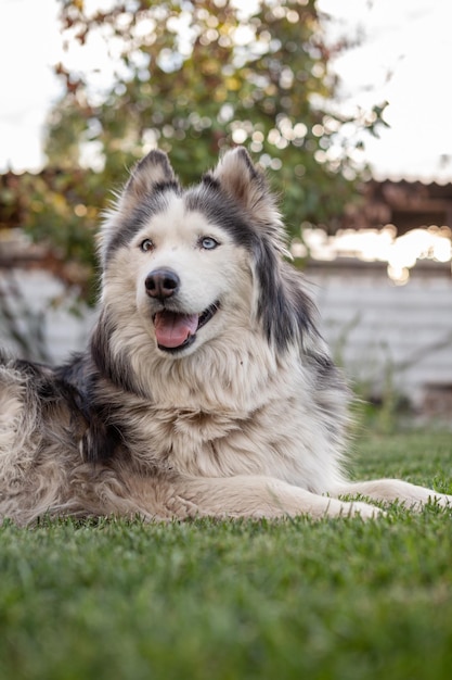 Um belo cão husky siberiano encontra-se em um gramado verde na estação quente. fechar-se