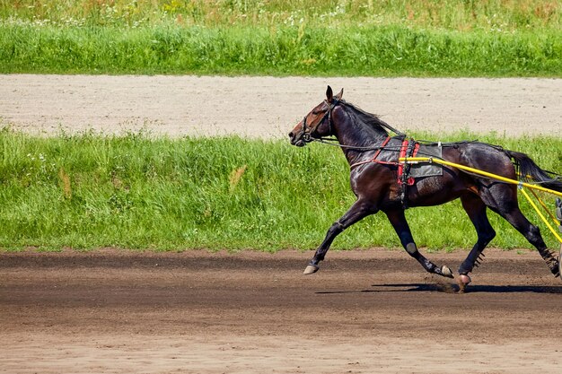 Foto um belo cavalo a correr ao longo de um hipódromo