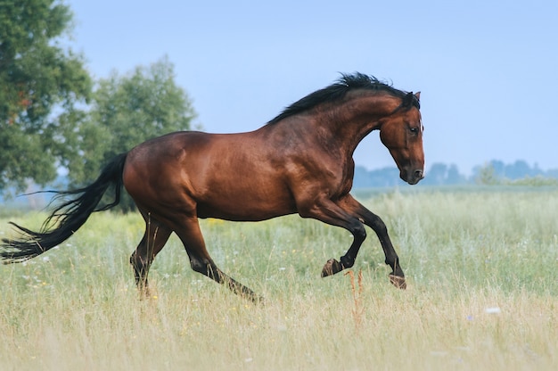 Um belo cavalo baio pula em um campo contra um céu azul. O exercício de um cavalo esportivo. Garanhão corre livre