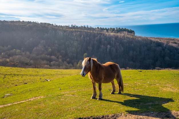 Um belo cavalo em liberdade do Monte Jaizkibel, perto de San Sebastian, Guipúscoa. Espanha