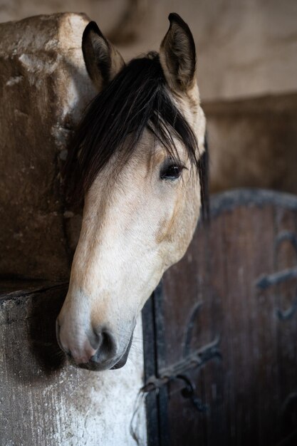 Um belo cavalo no estábulo