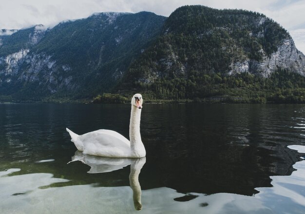 Foto um belo cisne no lago