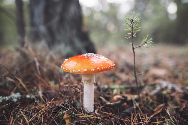 Um belo cogumelo amanita manchado de vermelho cresce na floresta de outono