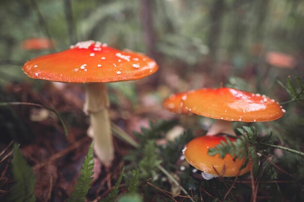 Um belo cogumelo amanita manchado de vermelho cresce na floresta de outono