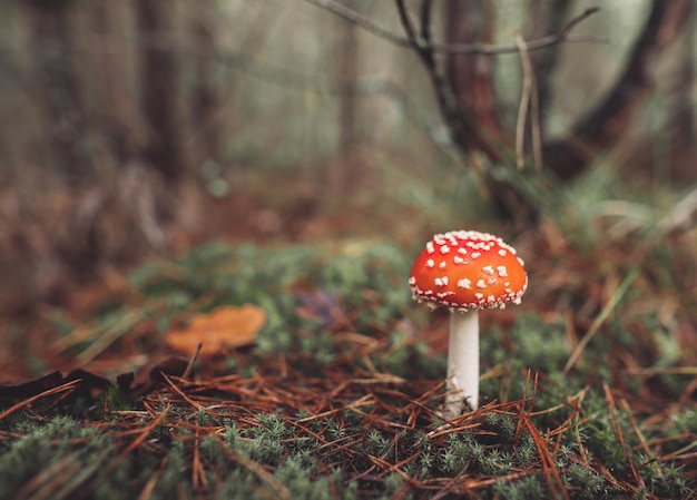 Um belo cogumelo amanita manchado de vermelho cresce na floresta de outono