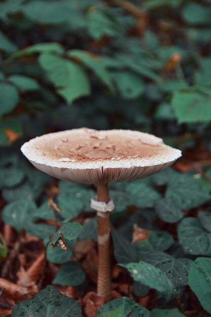 Um belo cogumelo cresce na floresta