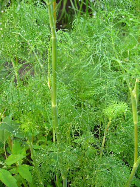 Um belo ervilha verde a crescer numa cama.