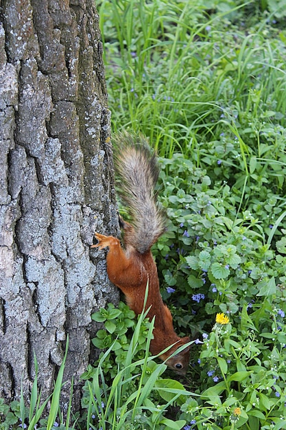 Um belo esquilo nos arbustos verdes do parque.