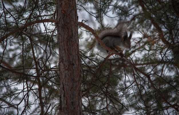 Um belo esquilo olha de trás de uma árvore.