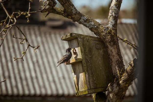 Foto um belo estorninho comum na casa dos pássaros na primavera