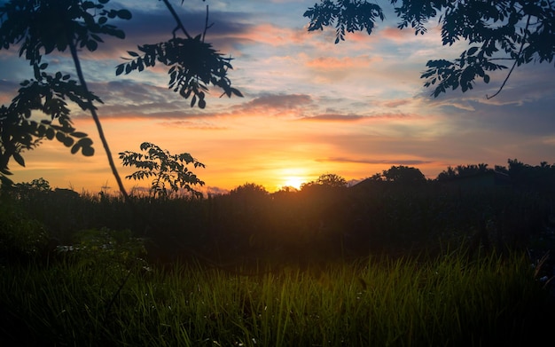 Um belo fundo de pôr-do-sol com árvores em silhueta