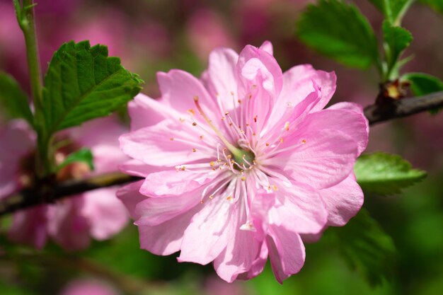 Um belo fundo rosa floral de flores de sakura