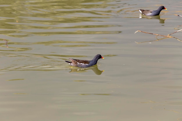 Um belo galeirão Fulica atra nada em uma lagoa fechada em um dia ensolarado de outono