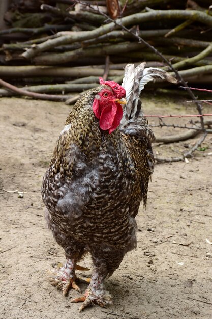 Um belo galo cinza heterogêneo caminha no chão em um aviário para aves