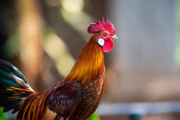 Um belo galo de retrato