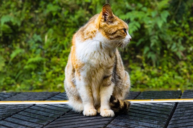 Um belo gato branco e amarelo em um trilho de trem do Parque Nacional de Alishan, em Taiwan